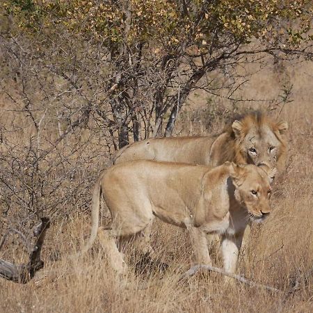 음비지 부시 로지 Grietjie Game Reserve 외부 사진