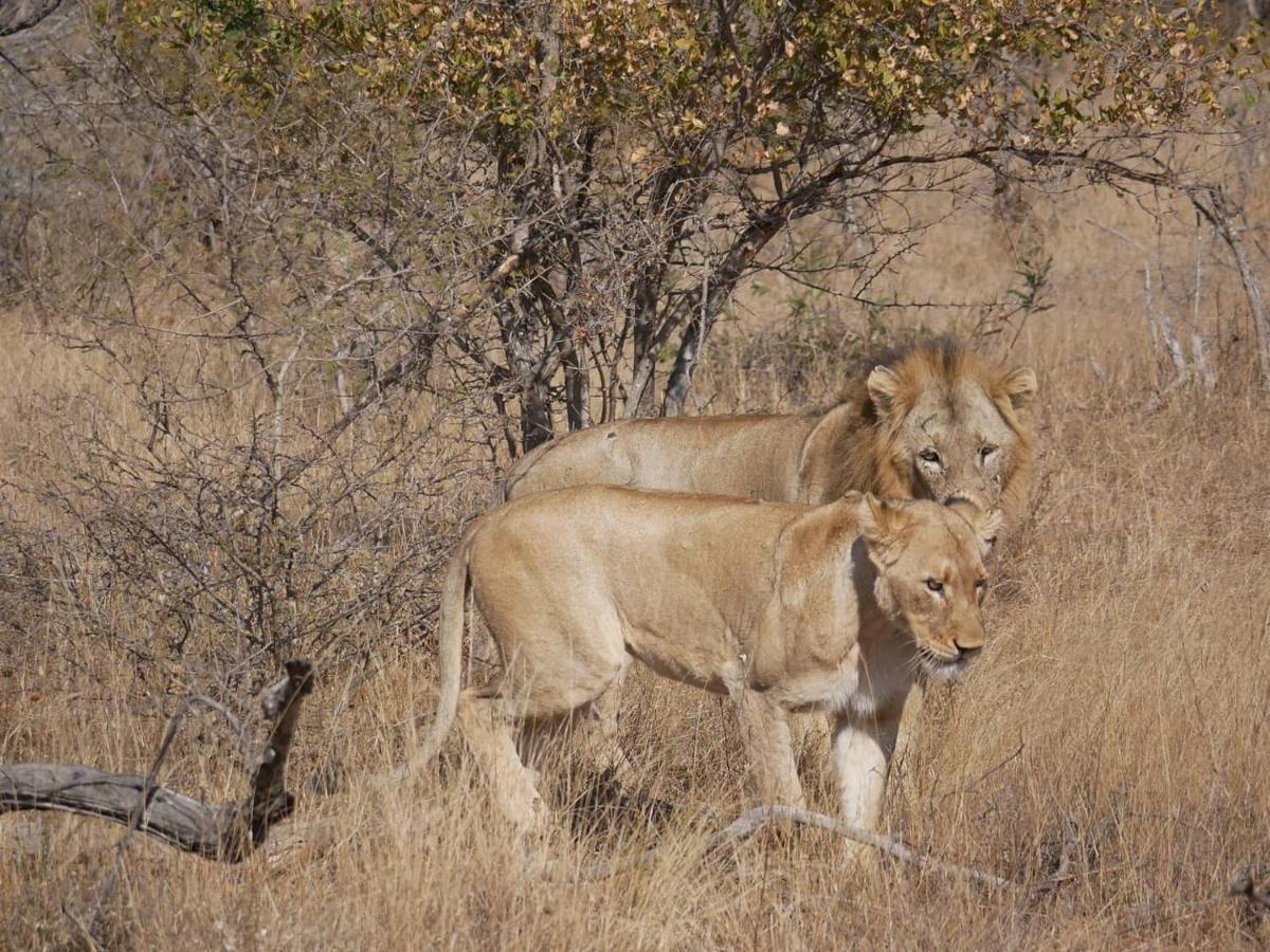 음비지 부시 로지 Grietjie Game Reserve 외부 사진