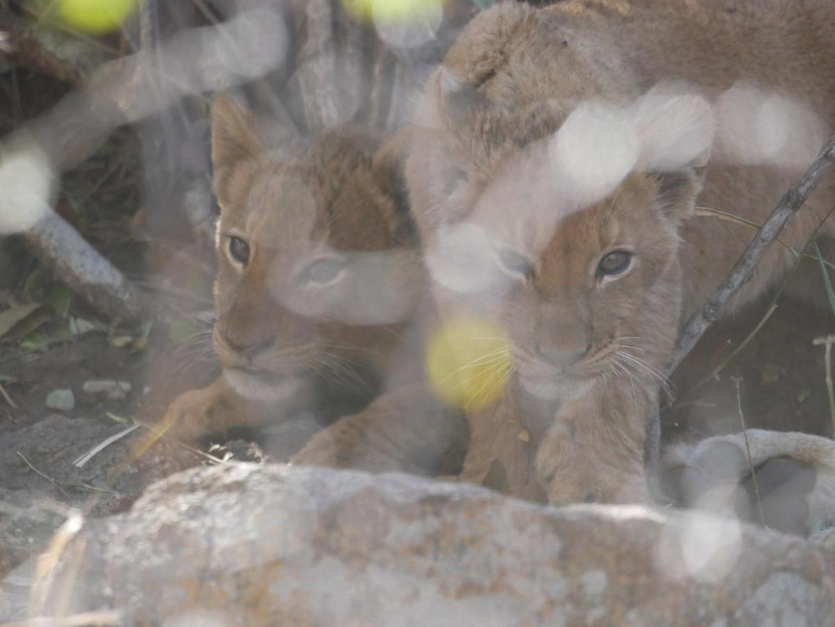 음비지 부시 로지 Grietjie Game Reserve 외부 사진