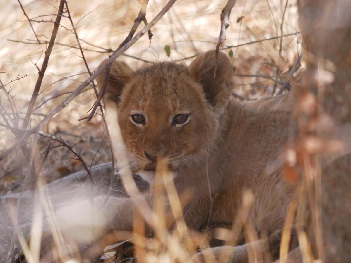 음비지 부시 로지 Grietjie Game Reserve 외부 사진
