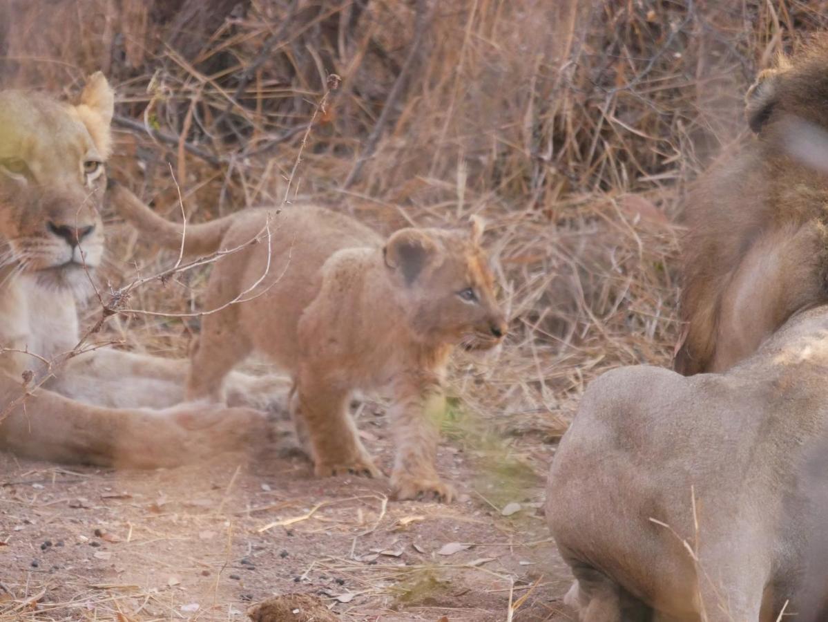 음비지 부시 로지 Grietjie Game Reserve 외부 사진