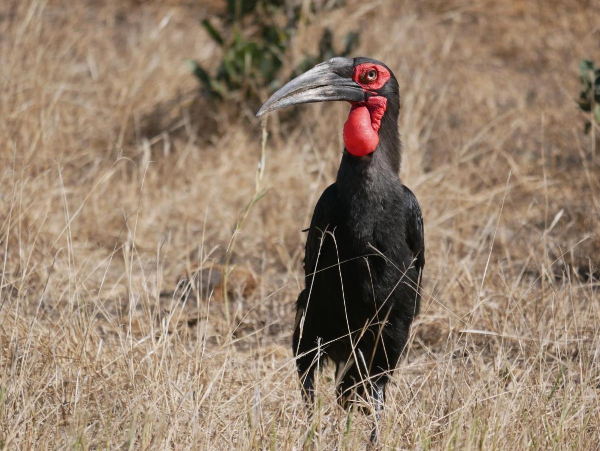 음비지 부시 로지 Grietjie Game Reserve 외부 사진