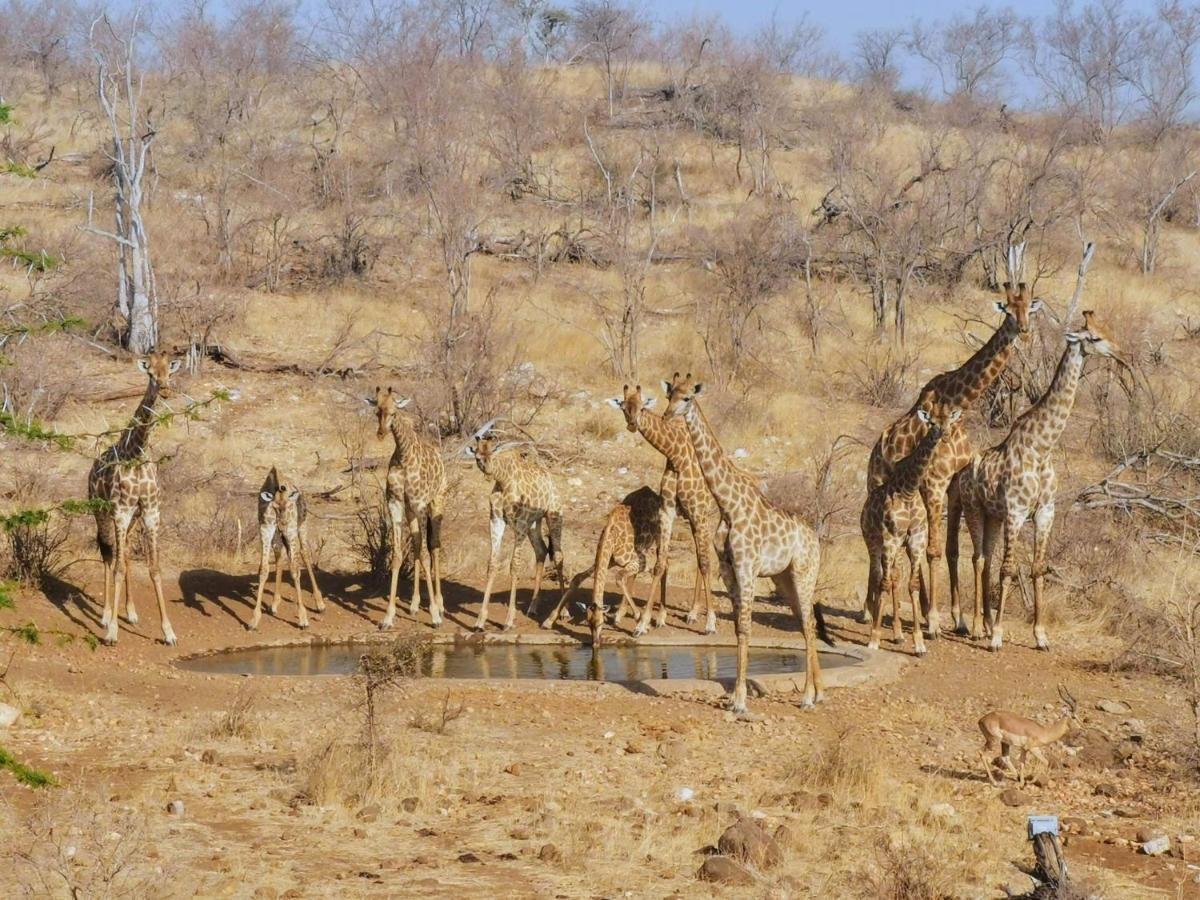 음비지 부시 로지 Grietjie Game Reserve 외부 사진