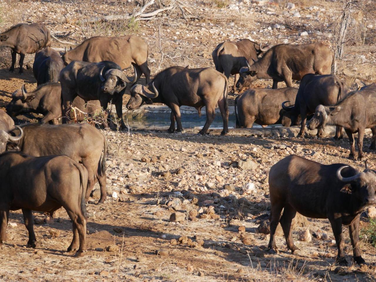 음비지 부시 로지 Grietjie Game Reserve 외부 사진