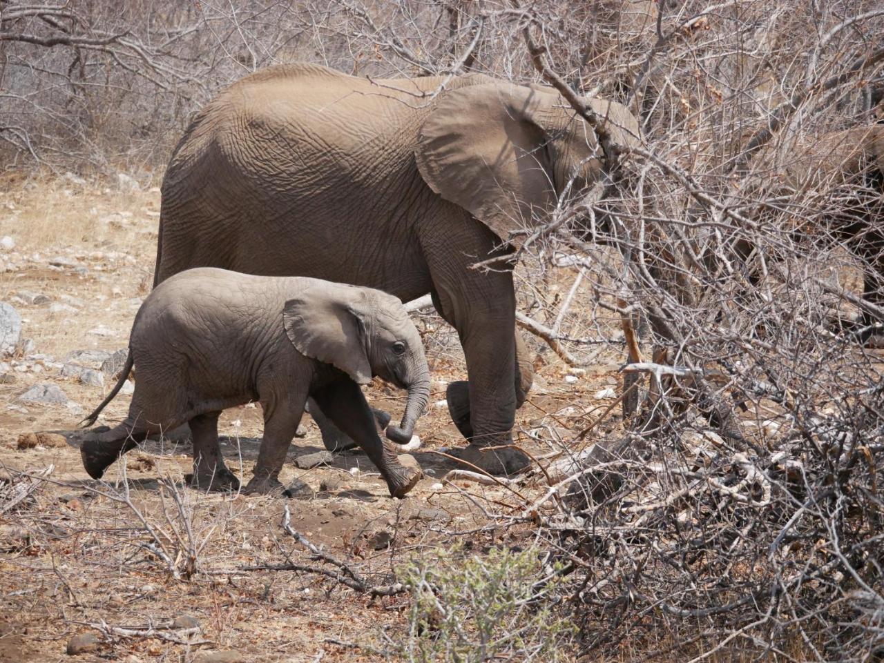 음비지 부시 로지 Grietjie Game Reserve 외부 사진