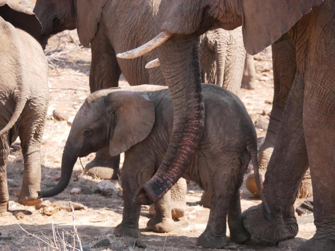 음비지 부시 로지 Grietjie Game Reserve 외부 사진
