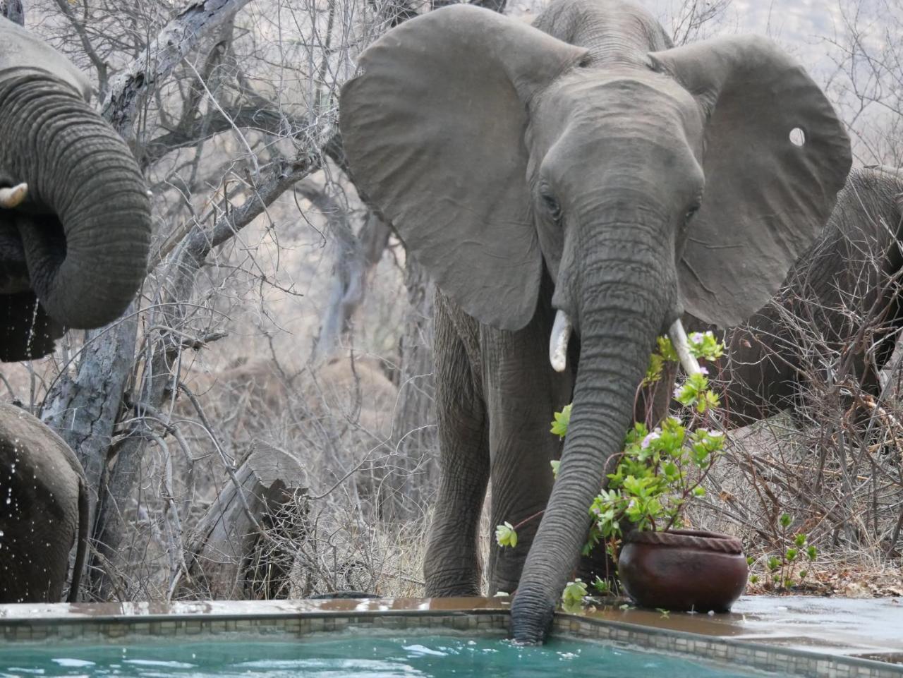 음비지 부시 로지 Grietjie Game Reserve 외부 사진