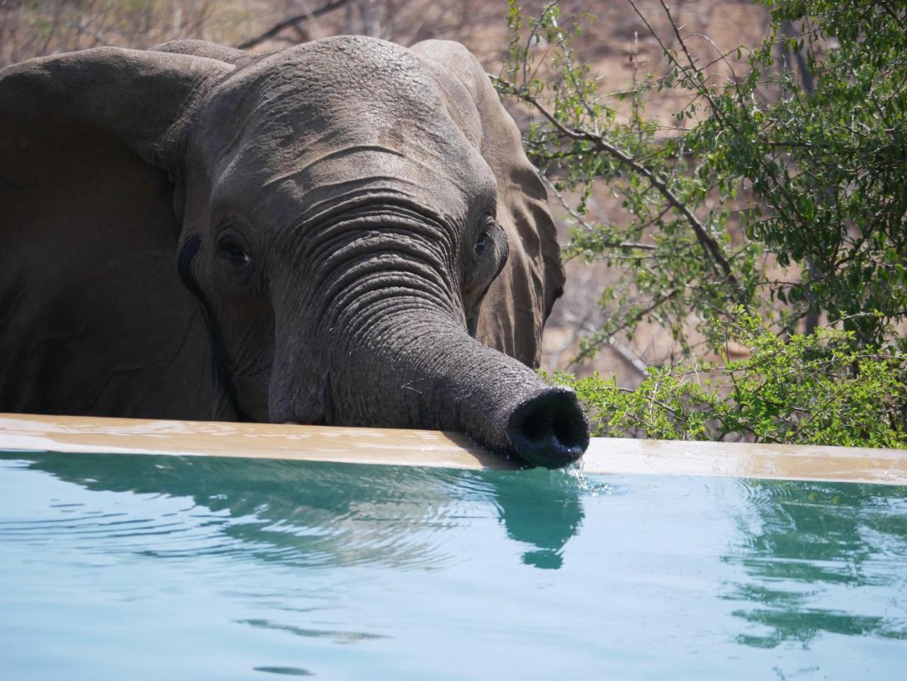 음비지 부시 로지 Grietjie Game Reserve 외부 사진