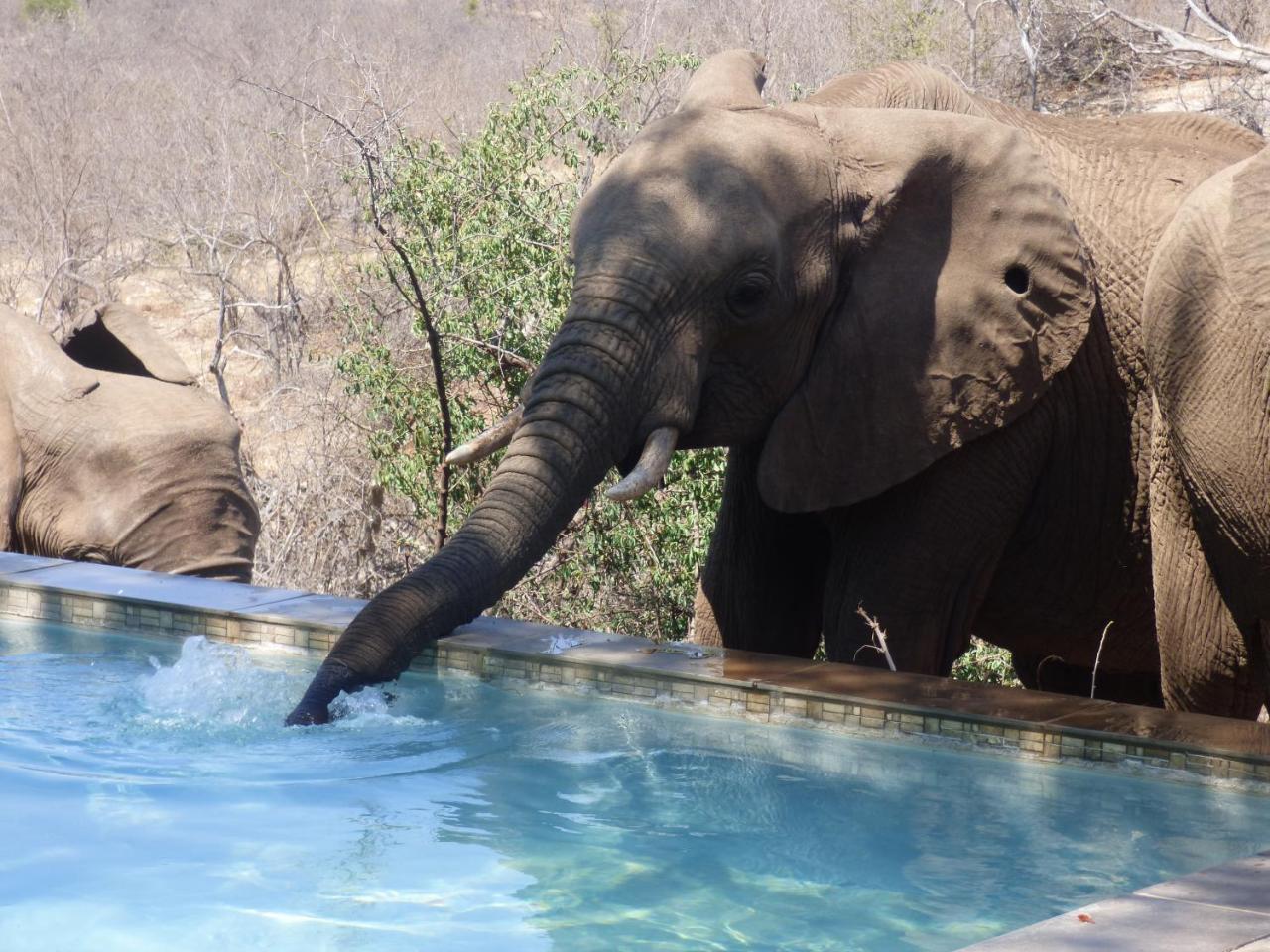 음비지 부시 로지 Grietjie Game Reserve 외부 사진