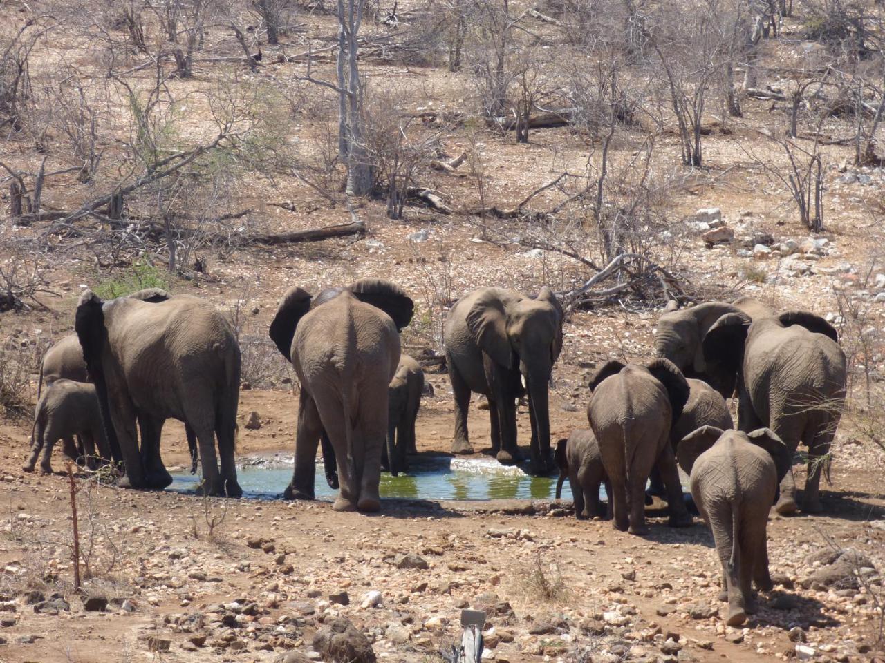 음비지 부시 로지 Grietjie Game Reserve 외부 사진