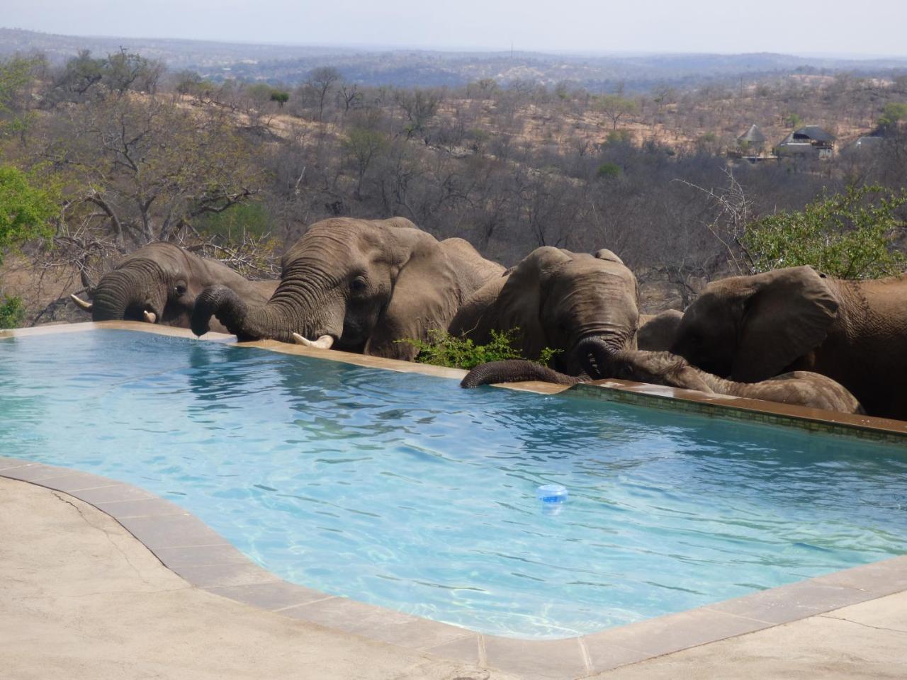 음비지 부시 로지 Grietjie Game Reserve 외부 사진