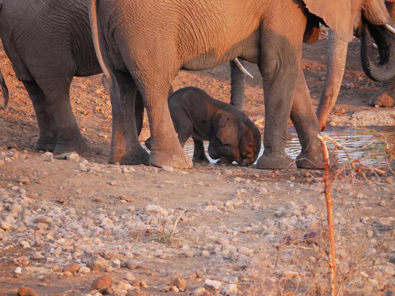 음비지 부시 로지 Grietjie Game Reserve 외부 사진