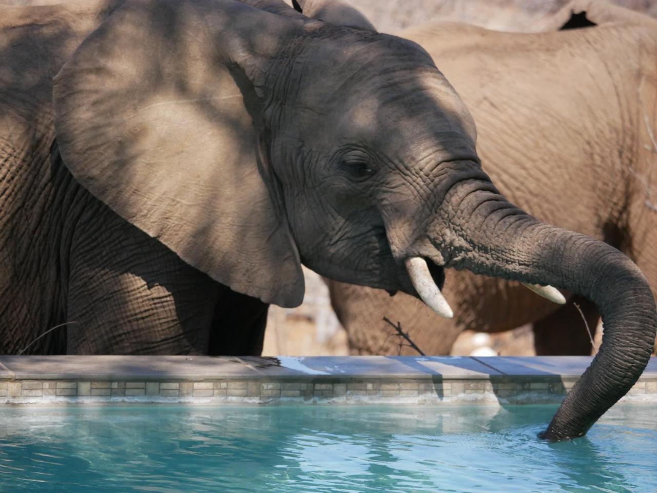 음비지 부시 로지 Grietjie Game Reserve 외부 사진
