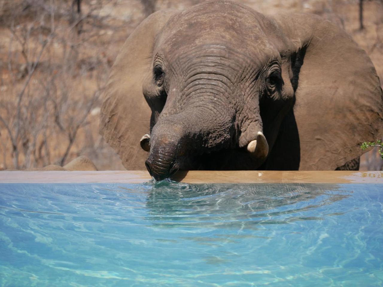 음비지 부시 로지 Grietjie Game Reserve 외부 사진