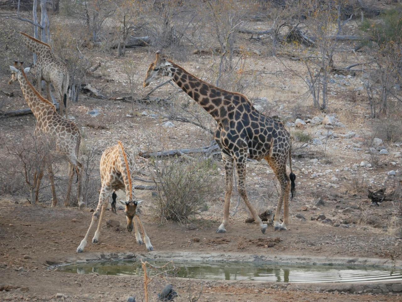 음비지 부시 로지 Grietjie Game Reserve 외부 사진