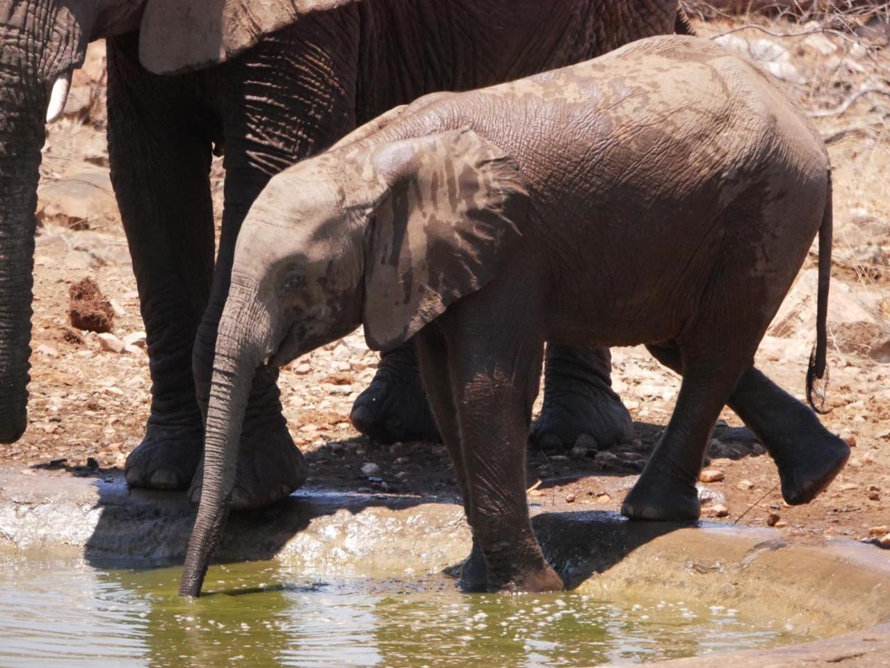 음비지 부시 로지 Grietjie Game Reserve 외부 사진