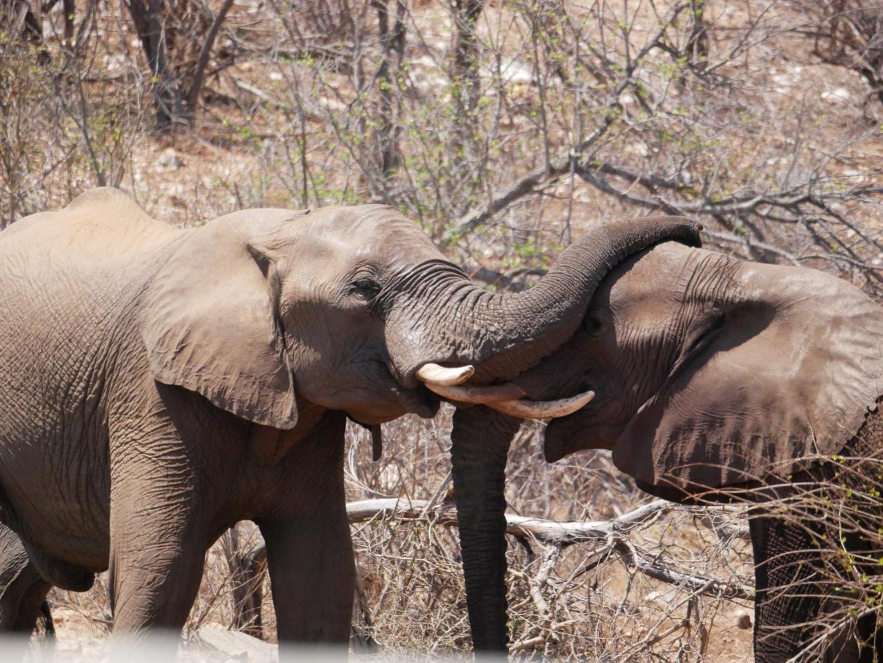 음비지 부시 로지 Grietjie Game Reserve 외부 사진