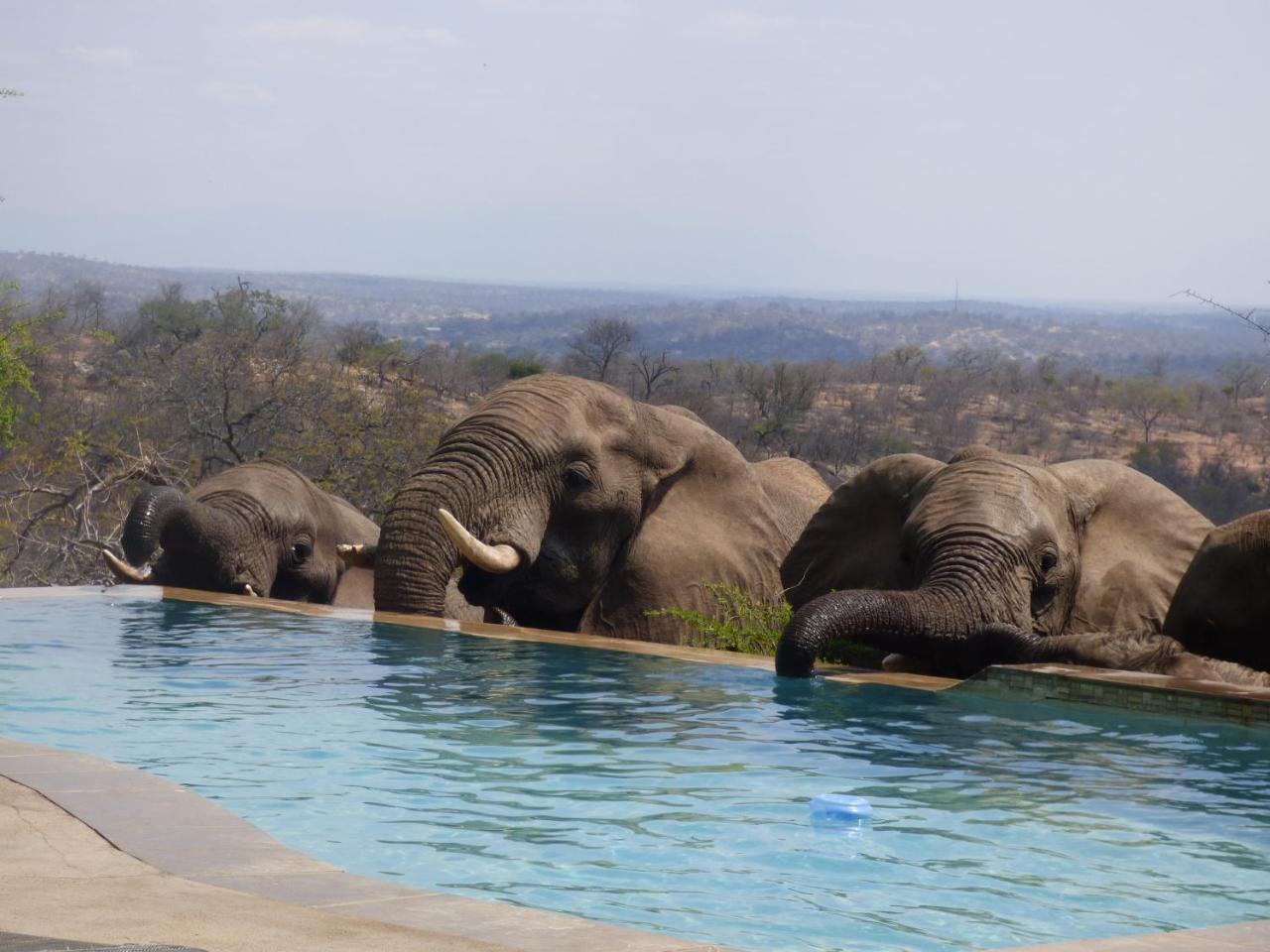 음비지 부시 로지 Grietjie Game Reserve 외부 사진