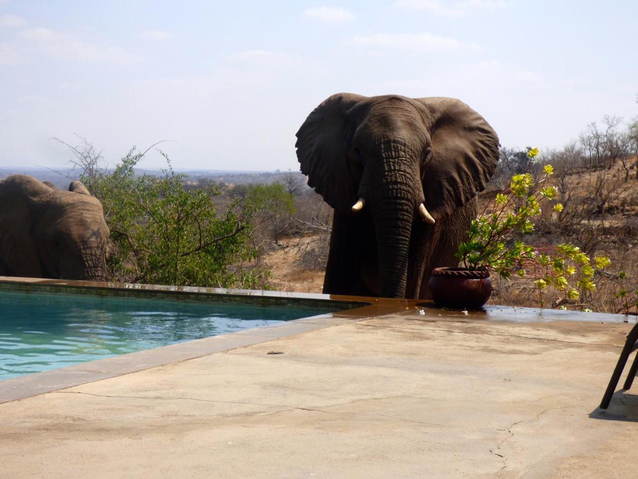 음비지 부시 로지 Grietjie Game Reserve 외부 사진