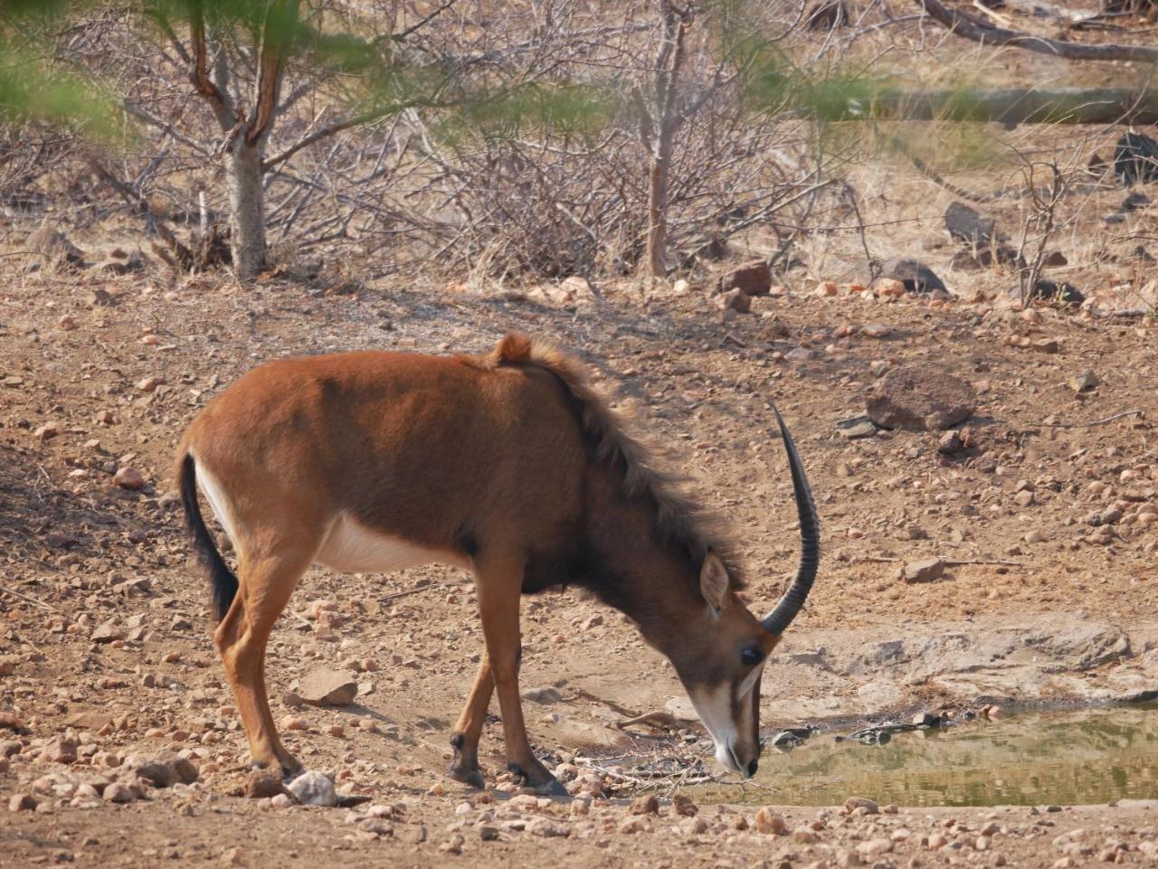음비지 부시 로지 Grietjie Game Reserve 외부 사진