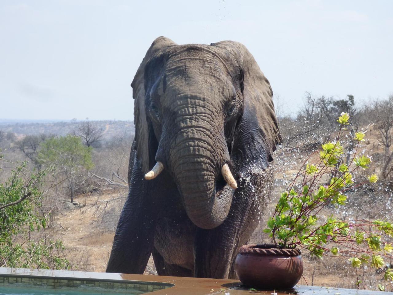 음비지 부시 로지 Grietjie Game Reserve 외부 사진