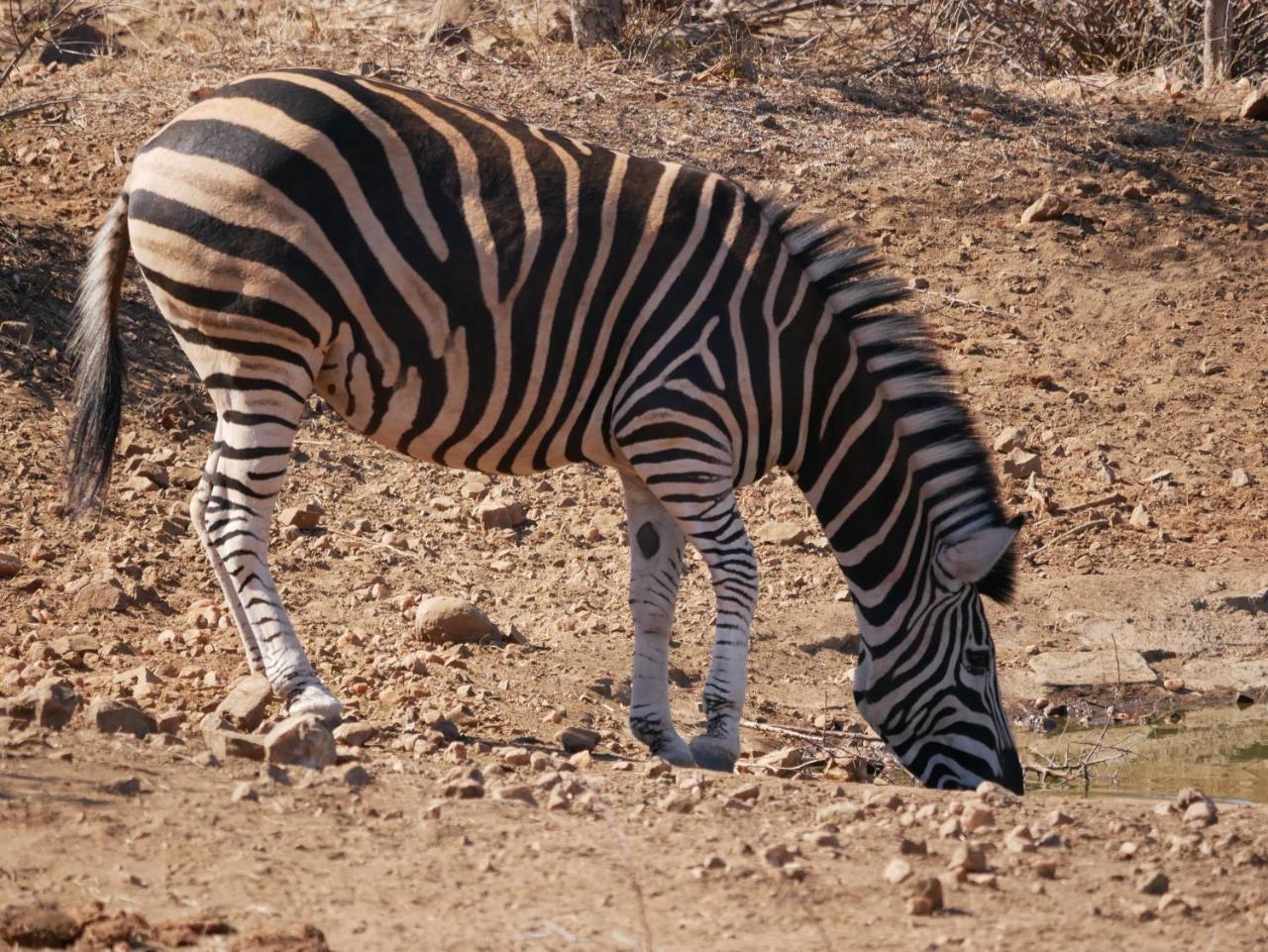 음비지 부시 로지 Grietjie Game Reserve 외부 사진