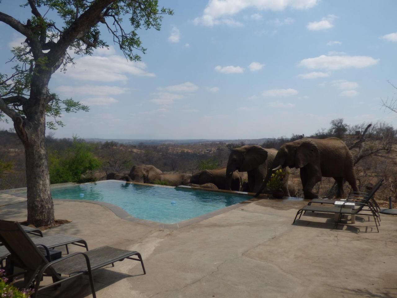 음비지 부시 로지 Grietjie Game Reserve 외부 사진