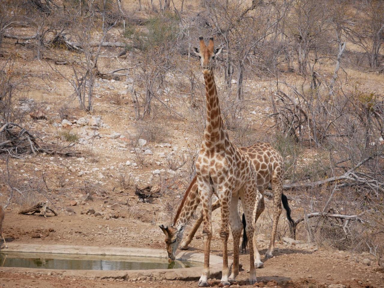음비지 부시 로지 Grietjie Game Reserve 외부 사진