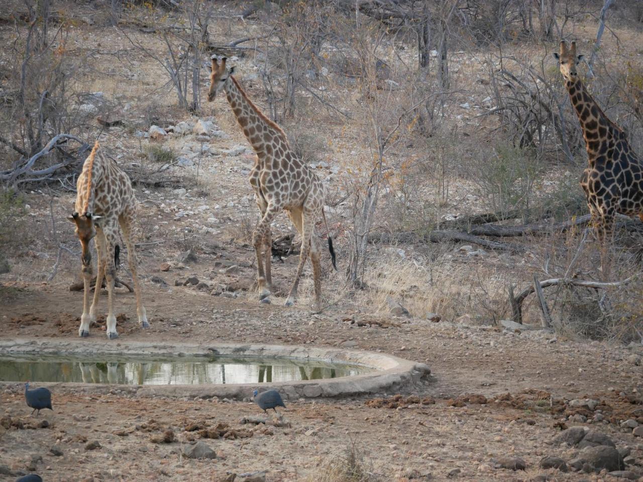 음비지 부시 로지 Grietjie Game Reserve 외부 사진