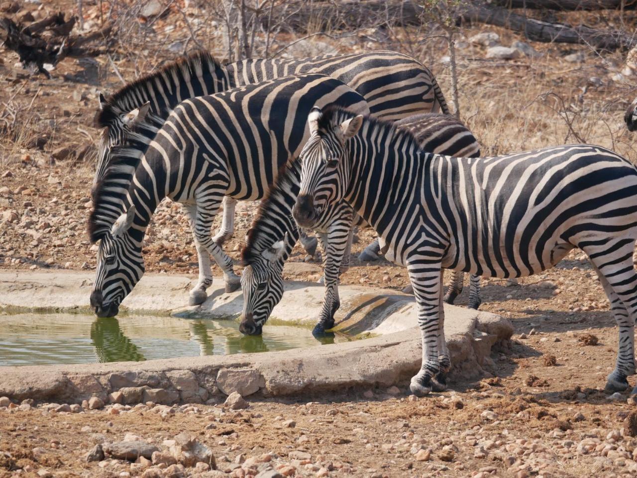 음비지 부시 로지 Grietjie Game Reserve 외부 사진