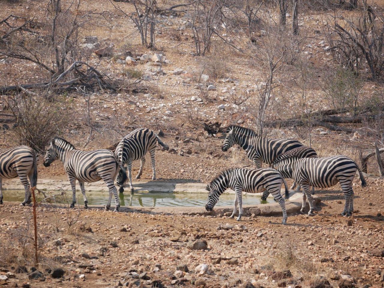 음비지 부시 로지 Grietjie Game Reserve 외부 사진