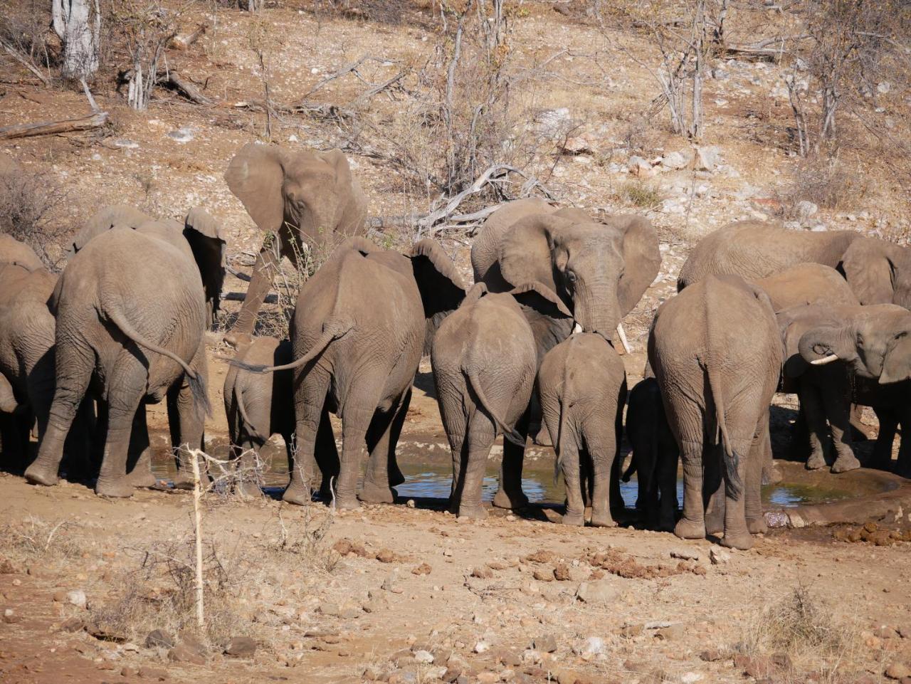 음비지 부시 로지 Grietjie Game Reserve 외부 사진