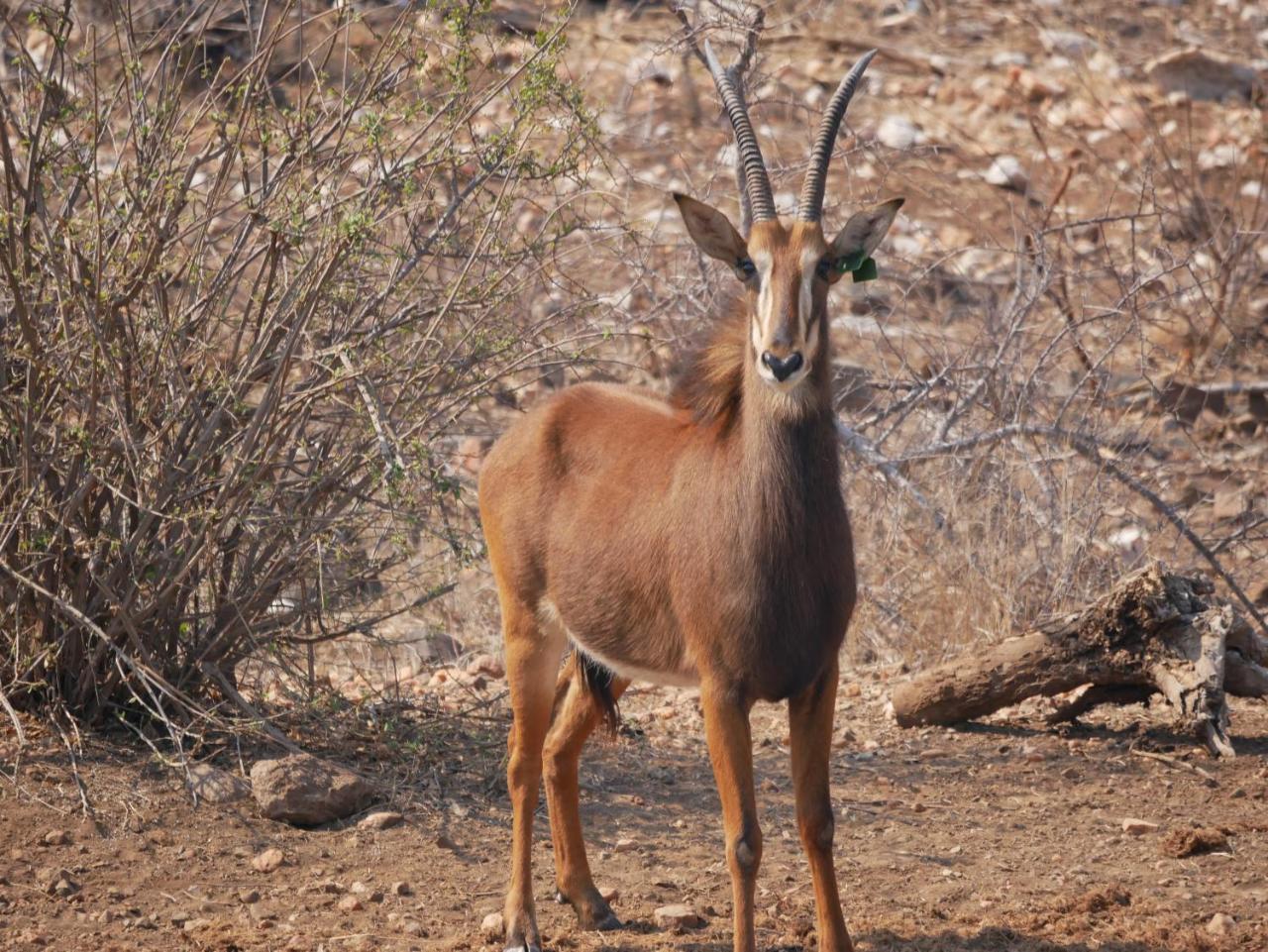 음비지 부시 로지 Grietjie Game Reserve 외부 사진