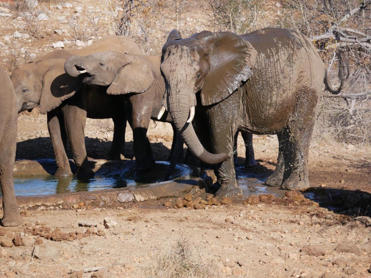 음비지 부시 로지 Grietjie Game Reserve 외부 사진